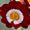Auricula fanny Meerback - Abriachan nurseries